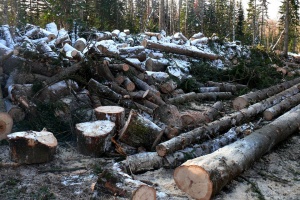Заготовка топливной древесины в РФ снижается второй год подряд
