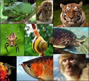 22мая - Международный день биологического разнообразия